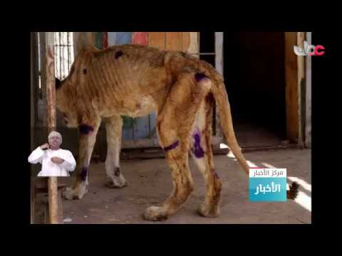 دعاة الحفاظ على البيئة يحاولون إنقاذ أربعة أسود تعاني من سوء التغذية في السودان
