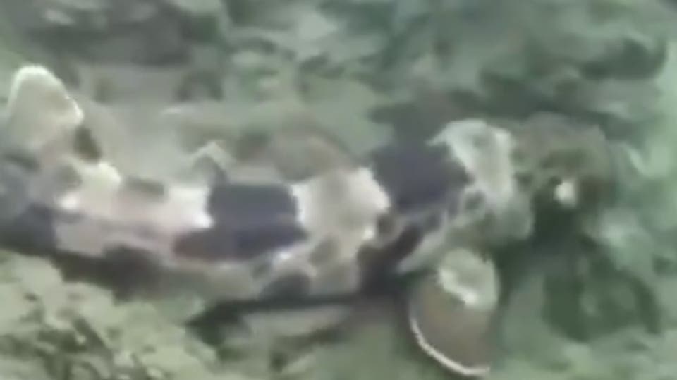 أسماك قرش تمشي!