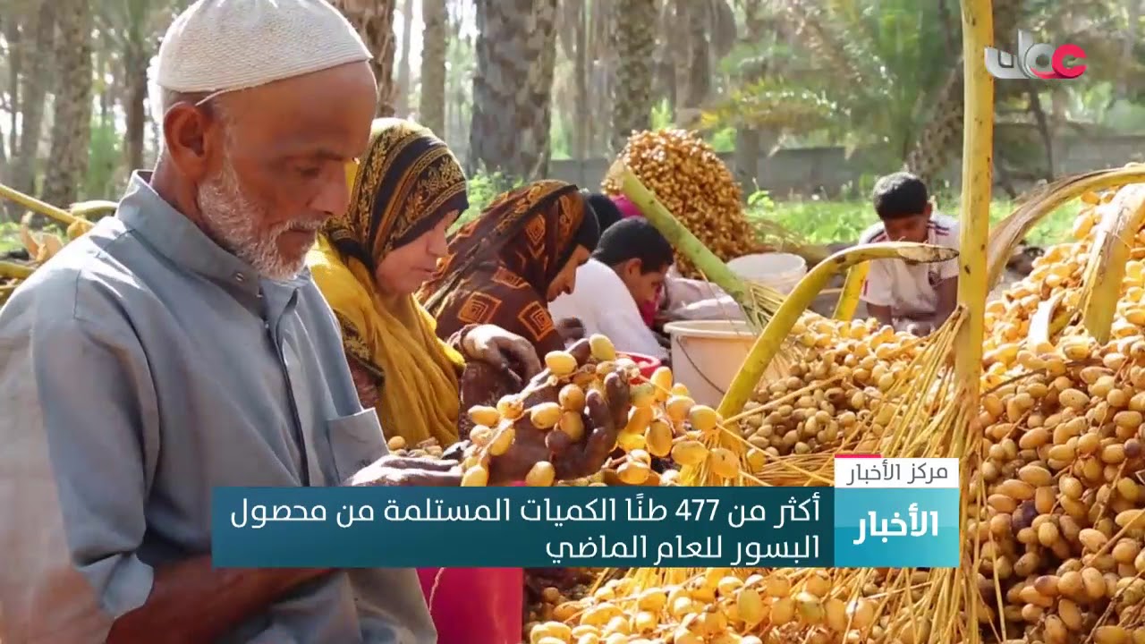 أكثر من 477 طنًا الكميات المستلمة من محصول البسور للعام الماضي