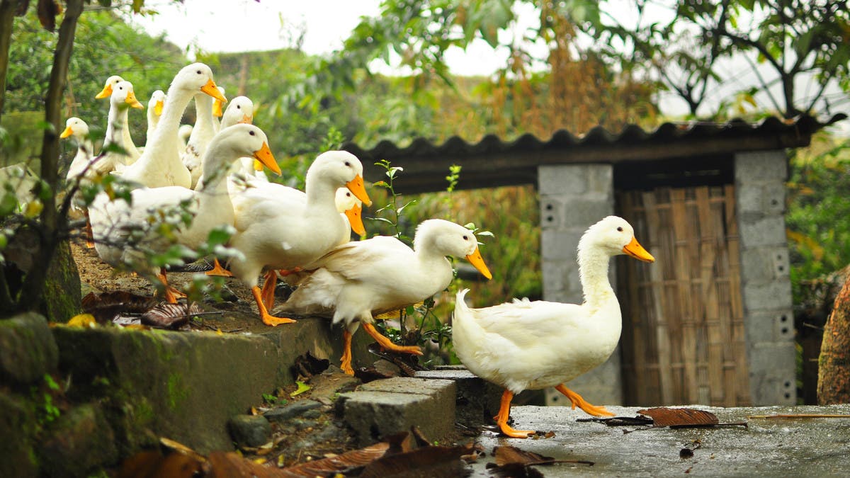 من الصين إلى باكستان.. جيش من البط لمحاربة الجراد
