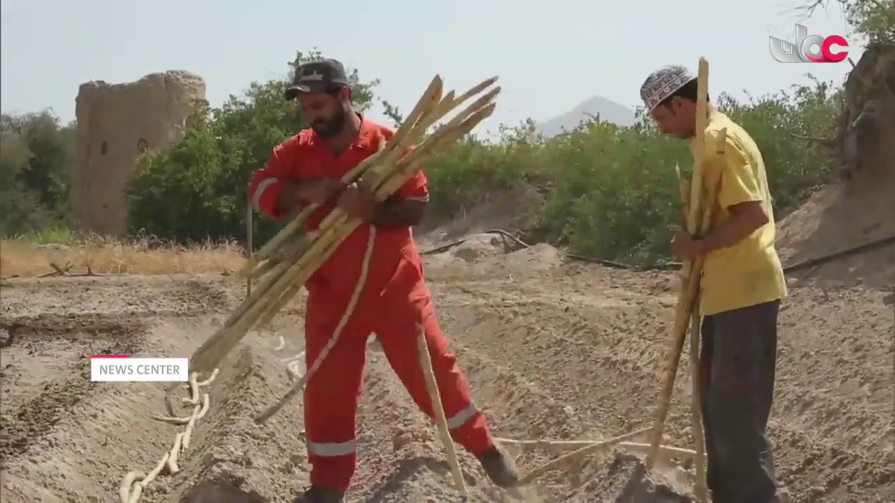 Sugarcane cultivation & Harvest season in Al Dakhliyah Governorate