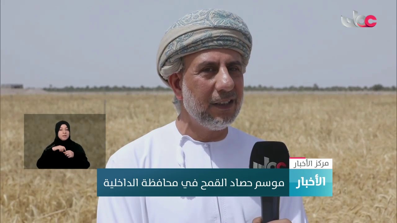 موسم حصاد القمح في محافظة الداخلية