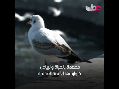 #مطرح .. ستُشعَلُ “المجامر” من جديد