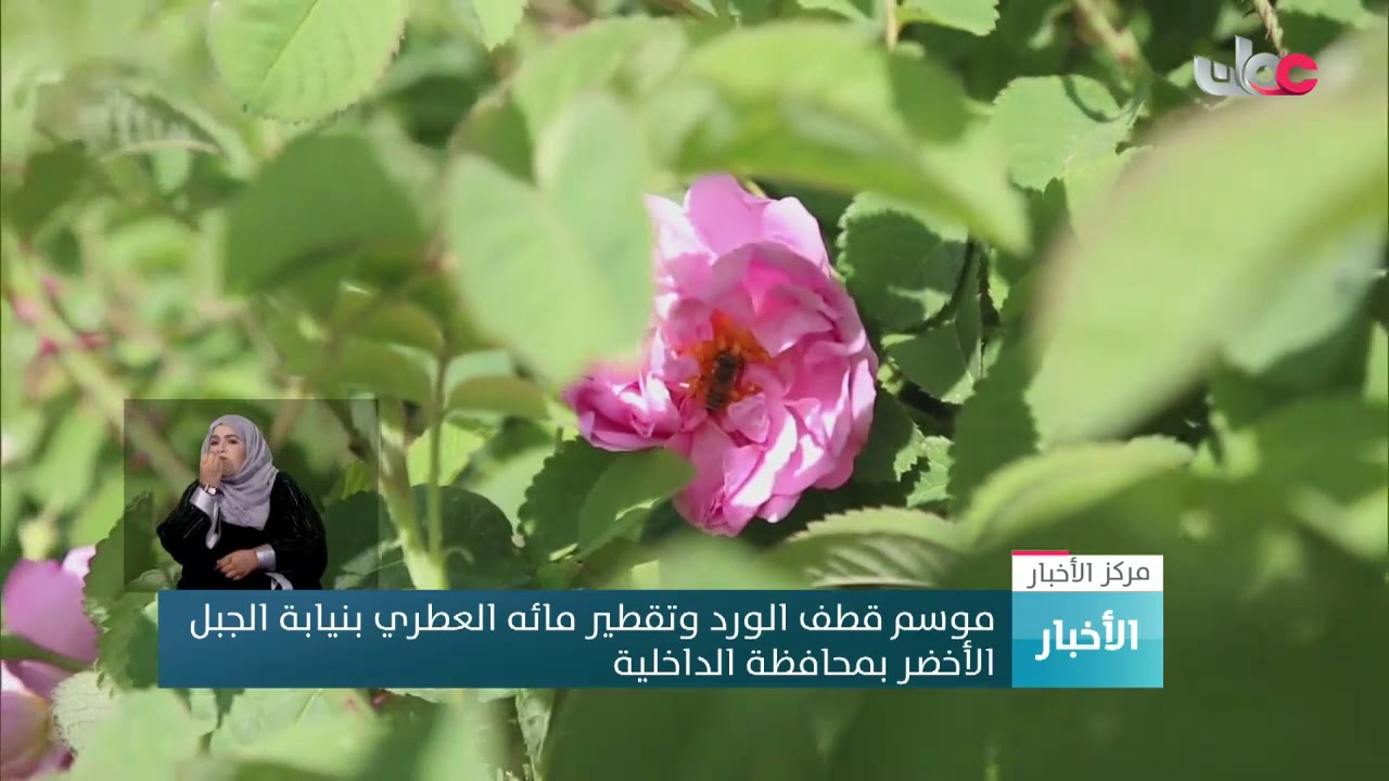 موسم قطف الورد وتقطير مائه العطري بنيابة الجبل الأخضر بمحافظة الداخلية