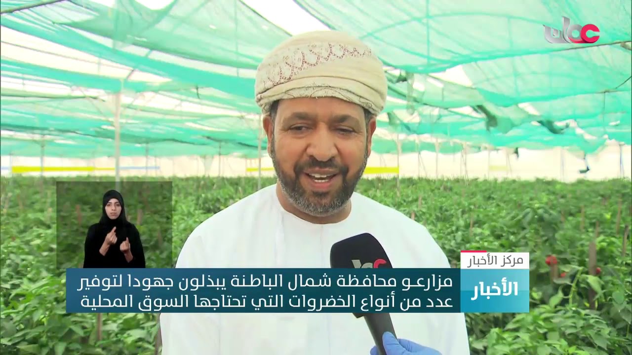 مزارعو محافظة شمال الباطنة يبذلون جهودا لتوفير عدد من أنواع الخضروات التي تحتاجها السوق المحلية