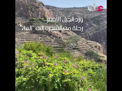 ‫ورد الجبل الأخضر .. رحلة من الشجرة إلى “الماء”‬