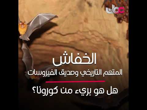 ‫الخفاش..المتهم التاريخي وصديق الفيروسات