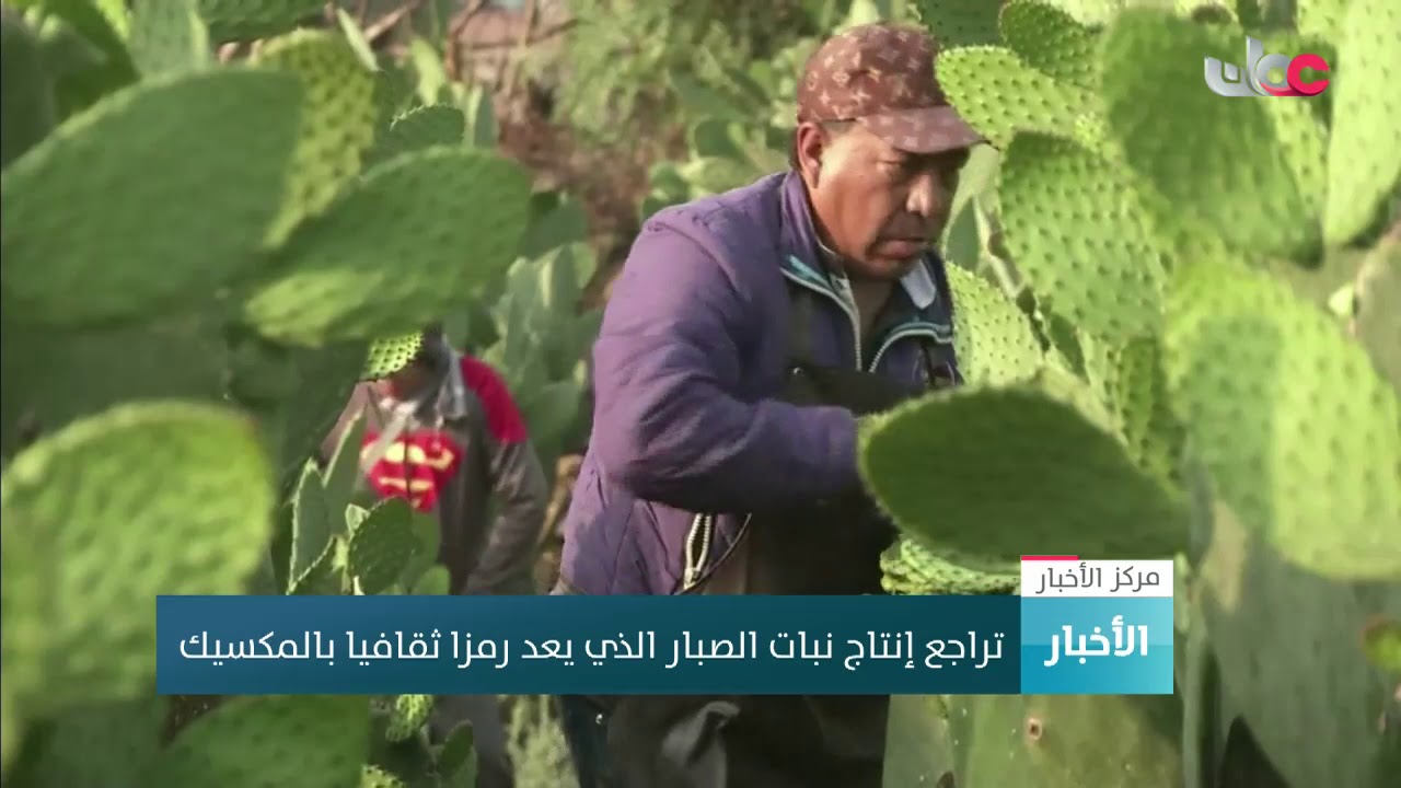 تراجع إنبات نبات الصبار الذي يعد رمزا ثقافيا بالمكسيك