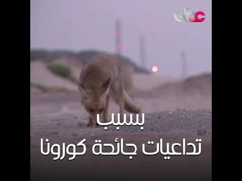 الحيوانات البرية تستكشف المدن الفارغة