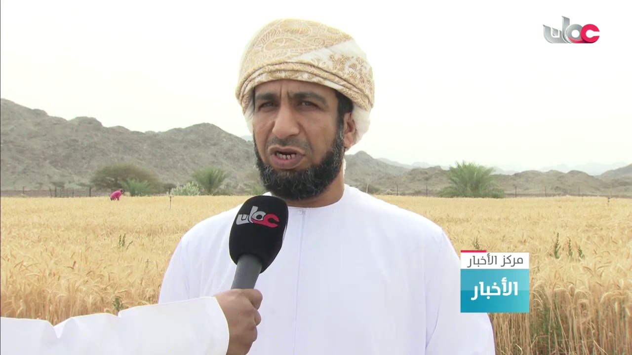 مزارعو محافظة الظاهرة ينتجون أكثر من 1200 طن من محصول القمح