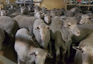 وصول أغنام استرالية للسلطنة