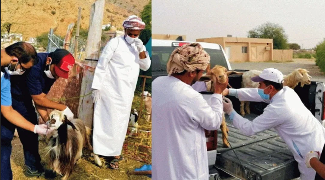 مع اقتراب رمضان .. ضرورة فحص الذبائح قبل شرائها للتأكد من خلوها من مرض حمى القرم النزفية