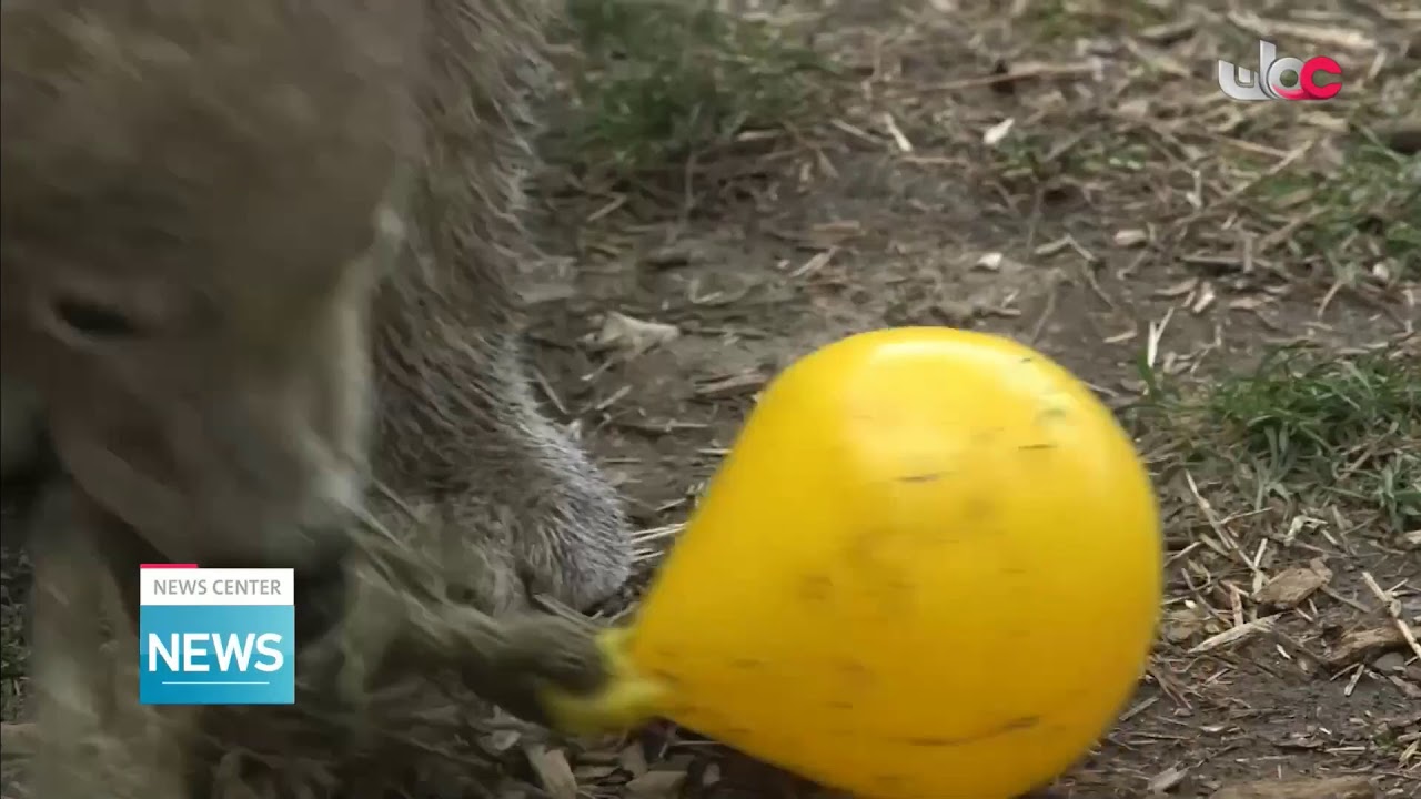 Live broadcast | English News Bulletin