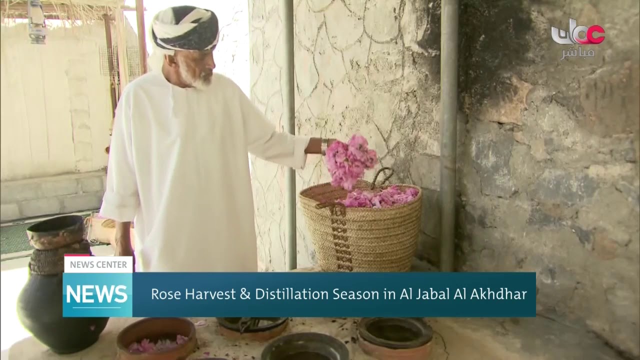 Rose harvest & distillation season in Al Jabal Al Akhdhar
