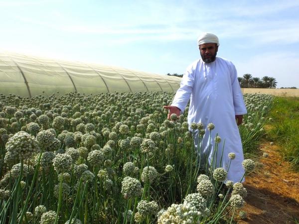 دعماً للمزارعين.. “الزراعة” تواصل جهود التوسع في زراعة البصل العماني