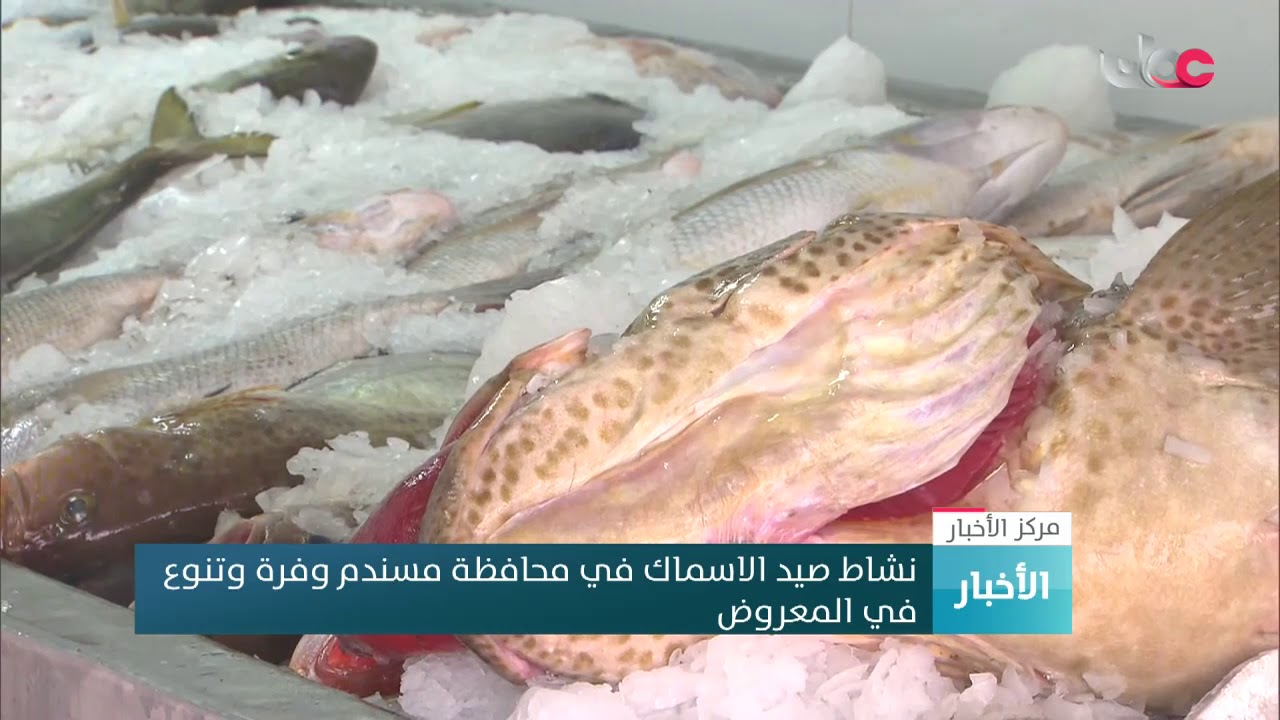 نشاط صيد الاسماك في محافظة مسندم وفرة وتنوع في المعروض