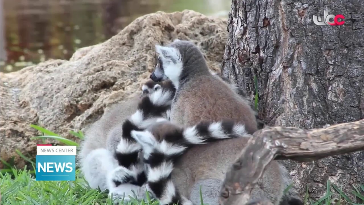 Live broadcast | English News Bulletin