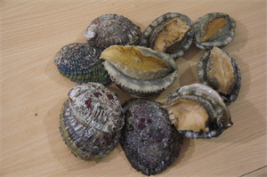 مسح مخزون الصفيلح لعام 2020م في السلطنة