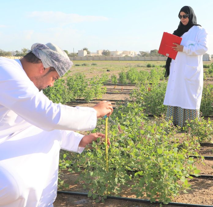 السلطنة تحتفل باليوم العالمي للكينوا