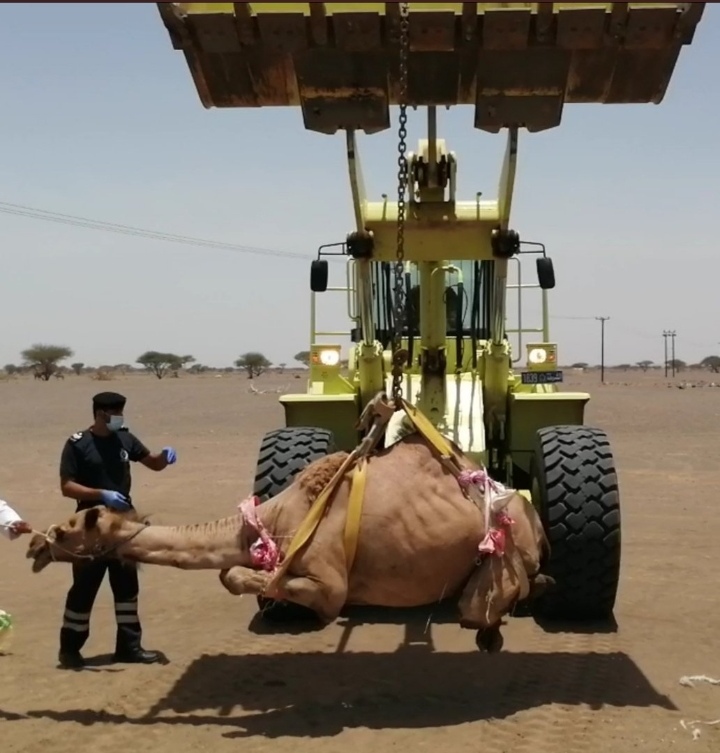 الدفاع المدني يتعامل مع بلاغ سقوط جمل في حفرة