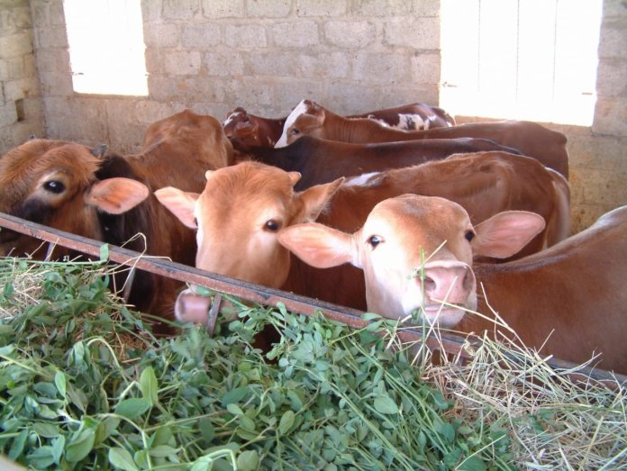 47 ألف طن من اللحوم الحمراء و101 ألف طن من الألبان حجم الإنتاج المحلي من المنتجات الحيوانية