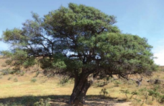 تدشين أول موقع لاستزراع الأشجار البرية ضمن مبادرة 10 ملايين شجرة