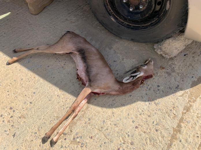 القبض على مواطنين انتهكوا الحياة الفطرية