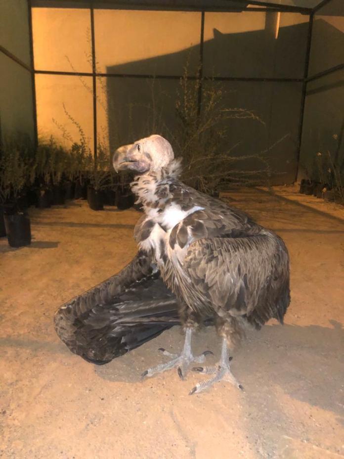 العثور على النسر الأذون في البريمي