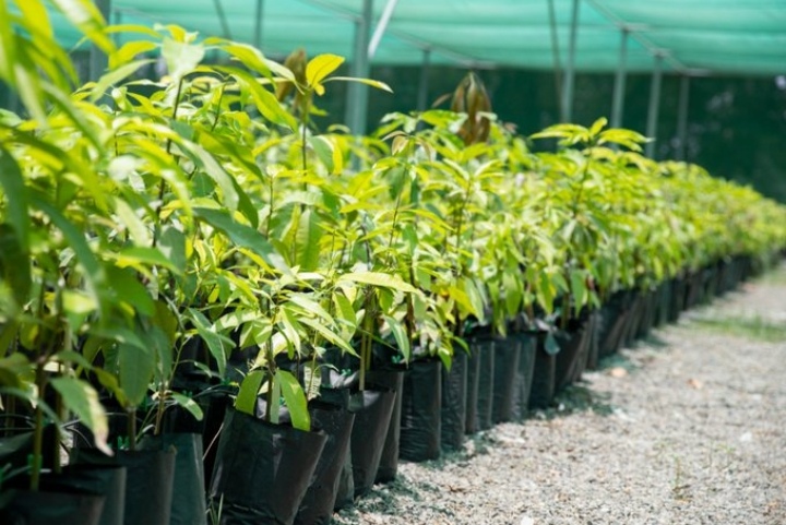 مشروع إكثار أنواع وأصناف الفاكهة الاقتصادية بتمويل من صندوق التنمية الزراعية والسمكية