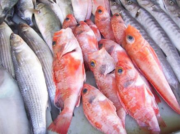 أكثر من 358.3 ألف طن إجمالي الأسماك المنزلة بالصيد الحرفي بالسلطنة بنهاية يونيو 2020