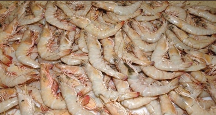 صيد وإنتاج الروبيان في السلطنة