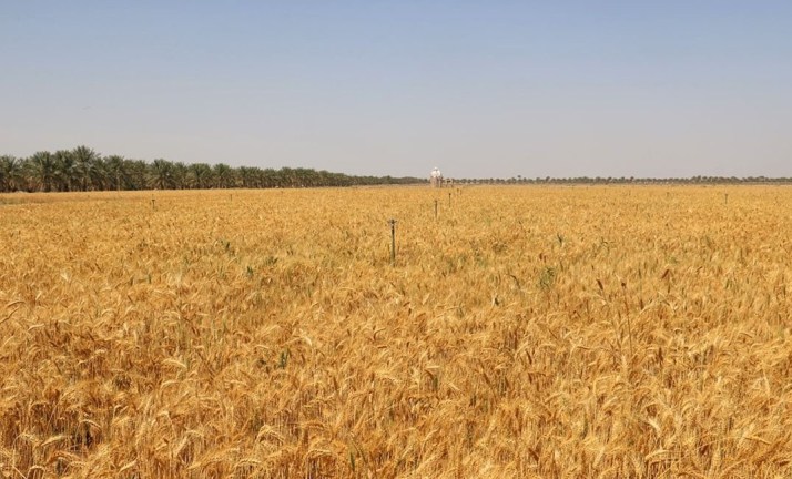 ارتفاع إنتاج القمح في السلطنة بنسبة 132 بالمائة خلال الموسم الزراعي 2019 /2020 ﻿