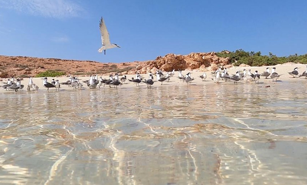 محمية جزر الديمانيات الطبيعية تفتتح أبوابها لاستقبال الزوار