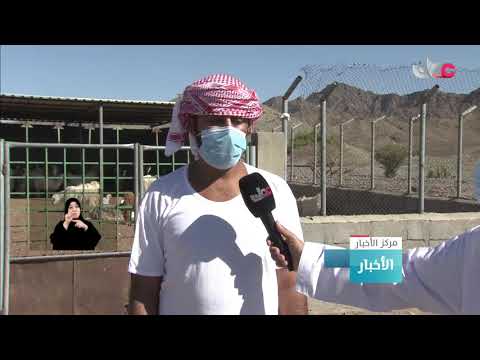 تحصين الثروة الحيوانية بمحافظة الظاهرة من الأمراض المعدية