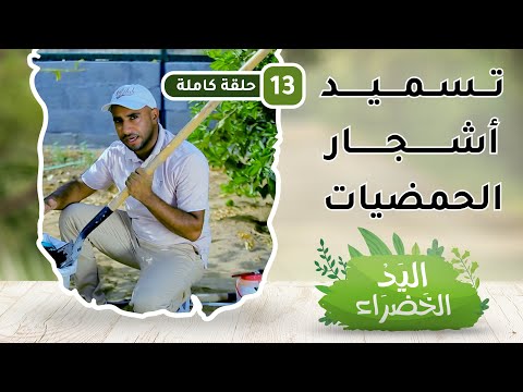 تسميد أشجار الحمضيات – ح13- اليد الخضراء