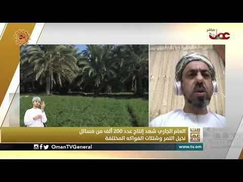 بنك النخيل الوراثي !!! ماهيته ومن المستفيد منه ؟