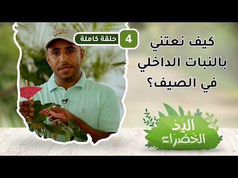 كيف نعتني بالنبات الداخلي في الصيف؟ – ح4- اليد الخضراء