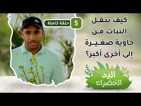 كيف ننقل النباتات من حاوية صغيرة إلى أخرى أكبر؟ – ح5 – اليد الخضراء