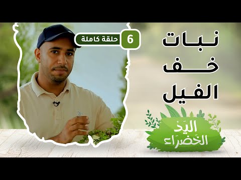 نبات خف الفيل – ح6 – اليد الخضراء