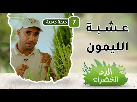 عشبة الليمون – تعرّف عليها – ح7 – اليد الخضراء