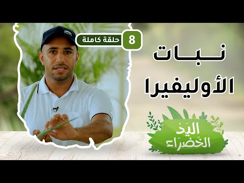 نبات الأوليفيرا- ح8 – اليد الخضراء