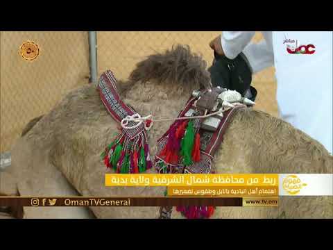اهتمام أهل البادية بالأبل وطقوس تضميرها