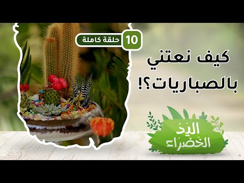 كيف نعتني بالصباريات؟! – ح10 – اليد الخضراء