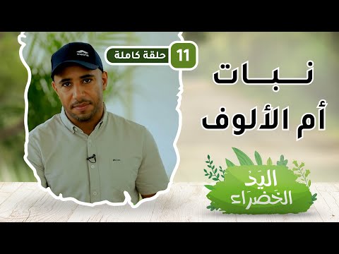 نبات أم الألوف – ما هو؟ – ح11 – اليد الخضراء