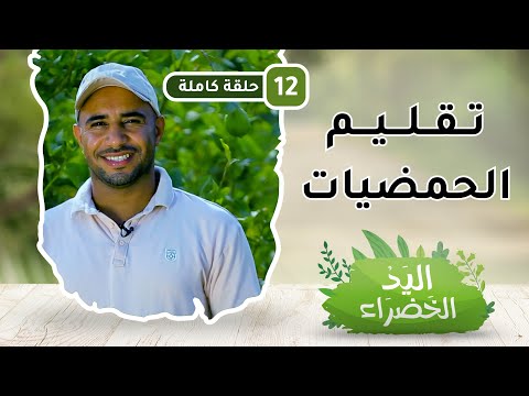 تقليم الحمضيات بطريقة سليمة – ح12 – اليد الخضراء