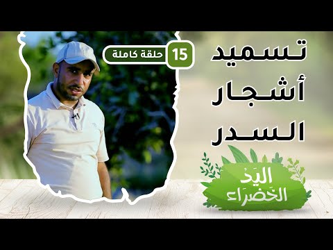 تسميد أشجار السدر – ح15 – اليد الخضراء