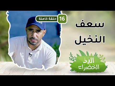 استخدامات سعف النخيل – ح16 – اليد الخضراء