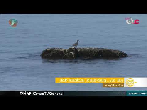 ربط مباشر من ولاية مرباط بمحافظة ظفار للحديث عن شاطئ الفرضة