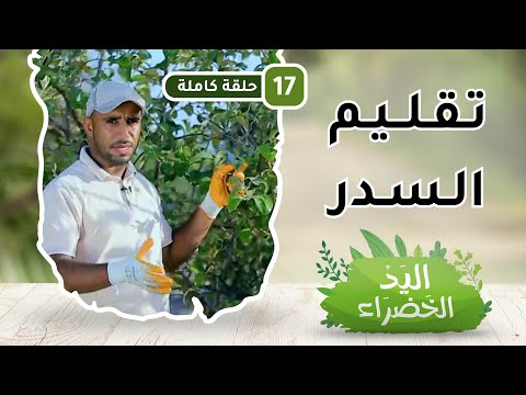 كيفية تقليم أشجار السدر – ح17 – اليد الخضراء