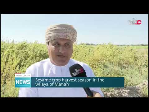 Sesame crop harvest season in the wilaya of Manah